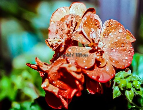 Rainy day in the garden